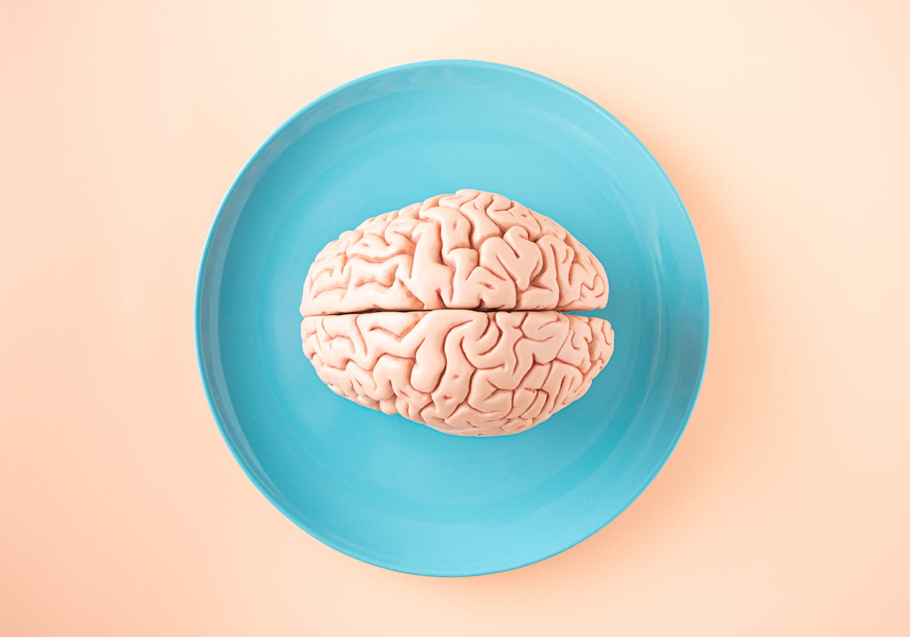 Human brain on a blue plate